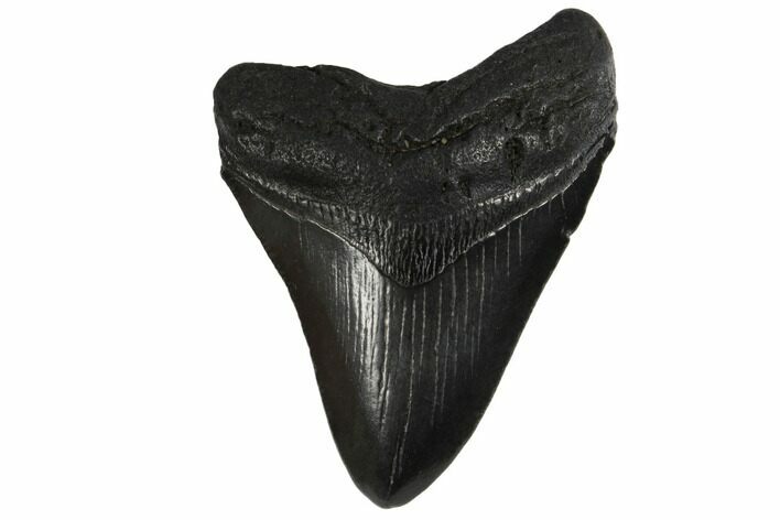 Fossil Megalodon Tooth - South Carolina #130716